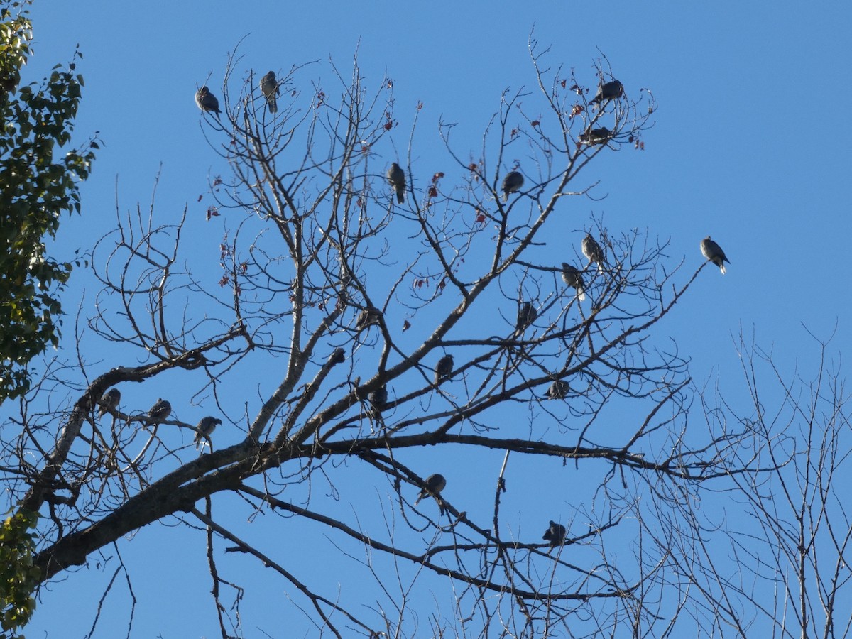 Band-tailed Pigeon - ML644675321