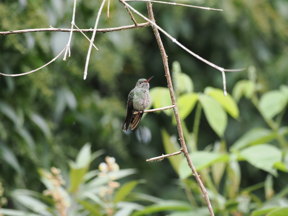 Scaly-breasted Hummingbird - ML644675325