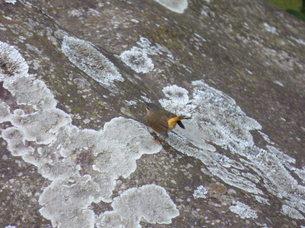 Buff-rumped Warbler - ML644675326