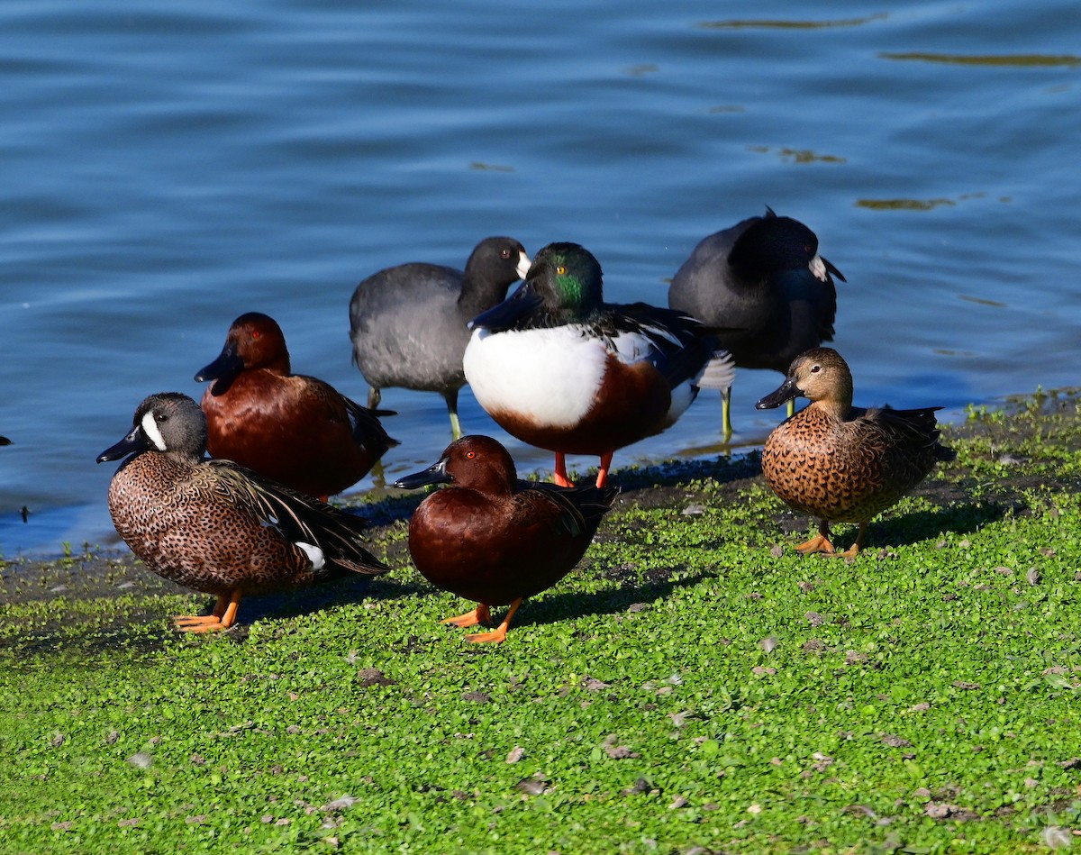 Blue-winged Teal - ML644675330