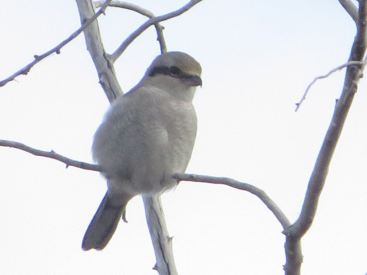 Antzandobi boreala - ML644675332