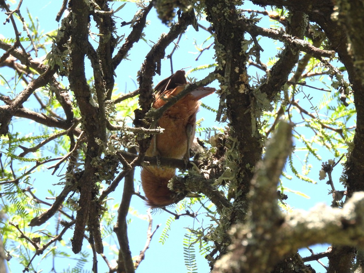 Brown Cacholote - ML644675337