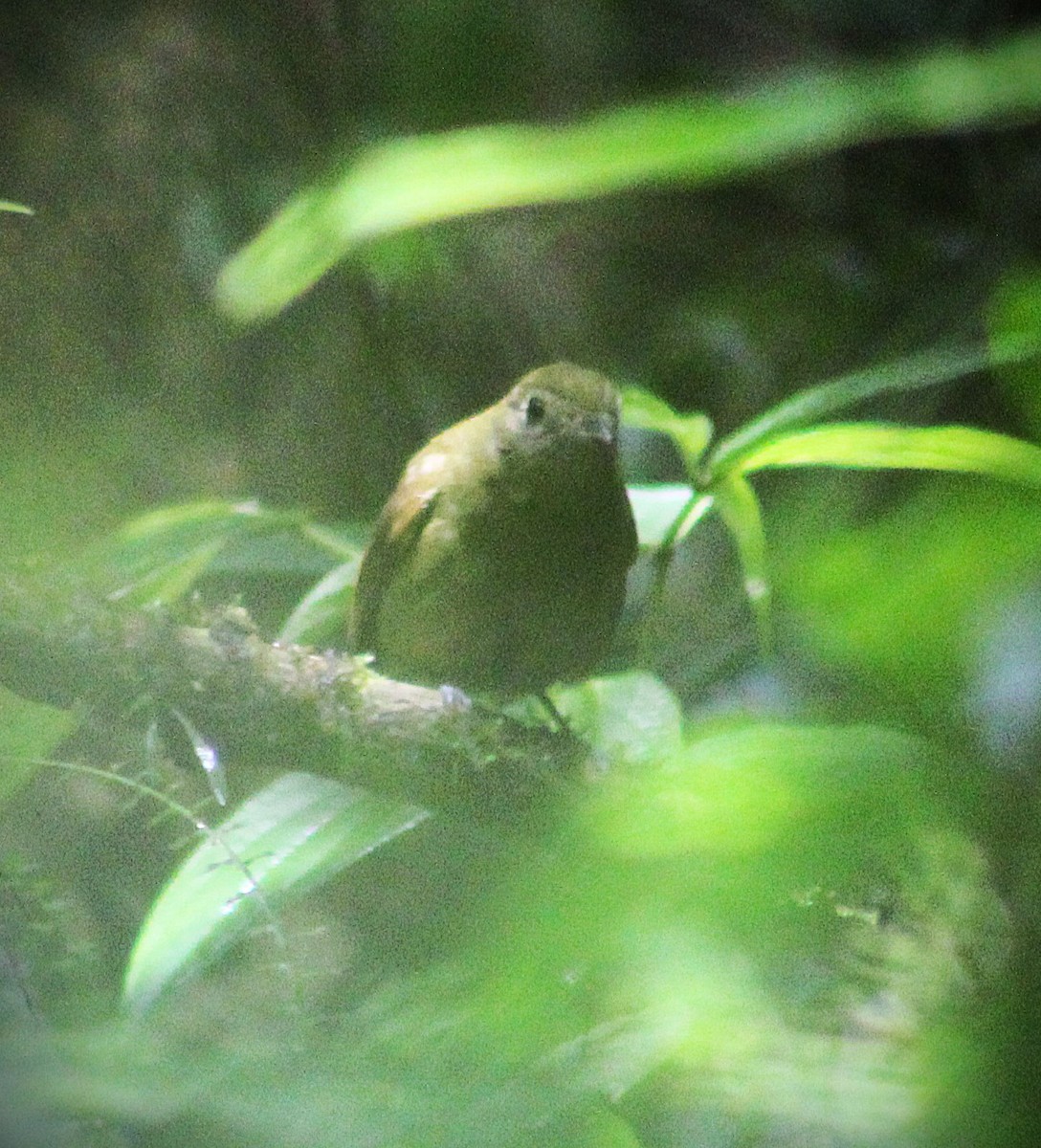 Greenish Schiffornis - ML644675339