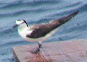 マミジロアジサシ - ML644675342