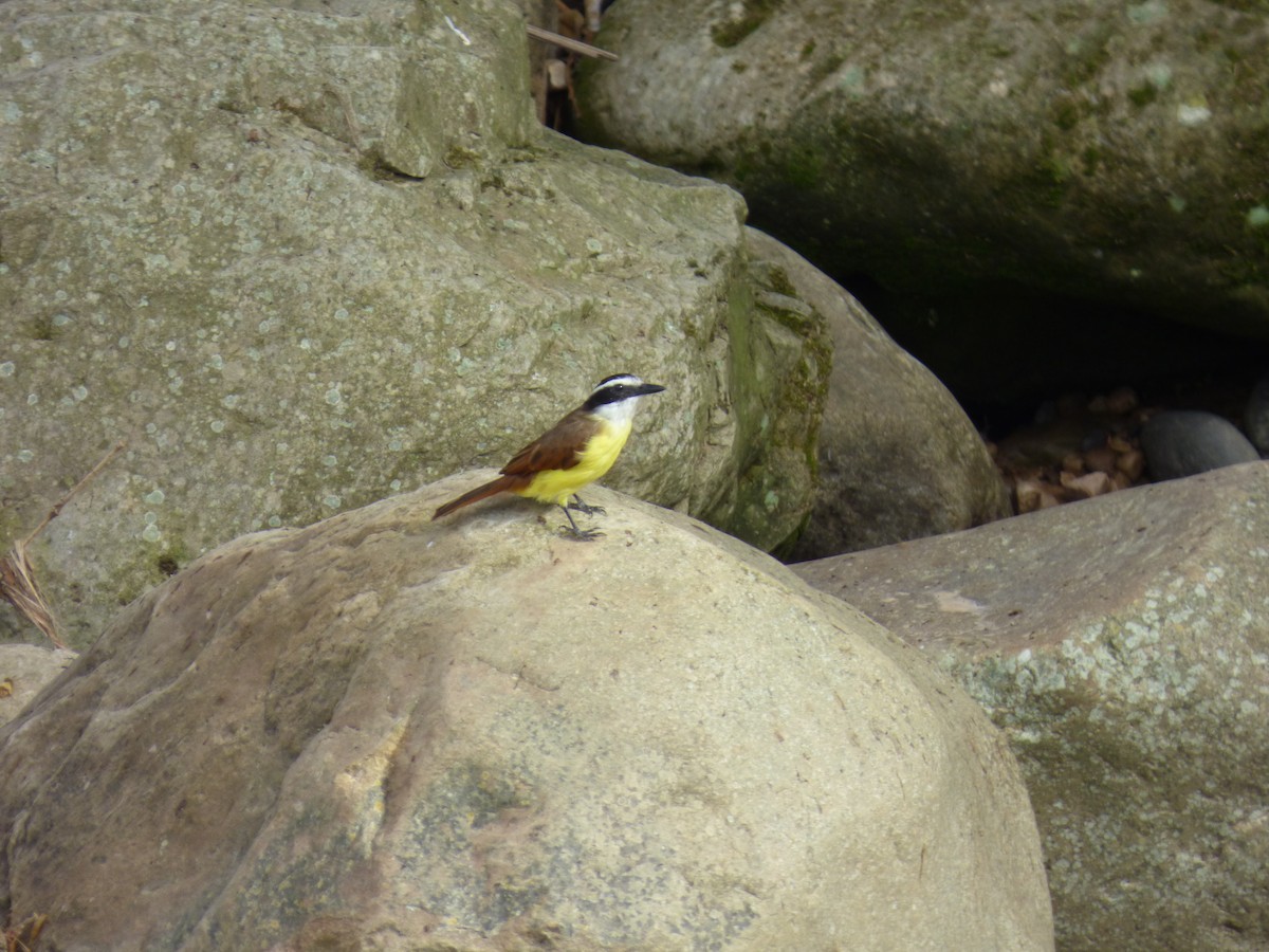 Great Kiskadee - ML644675343