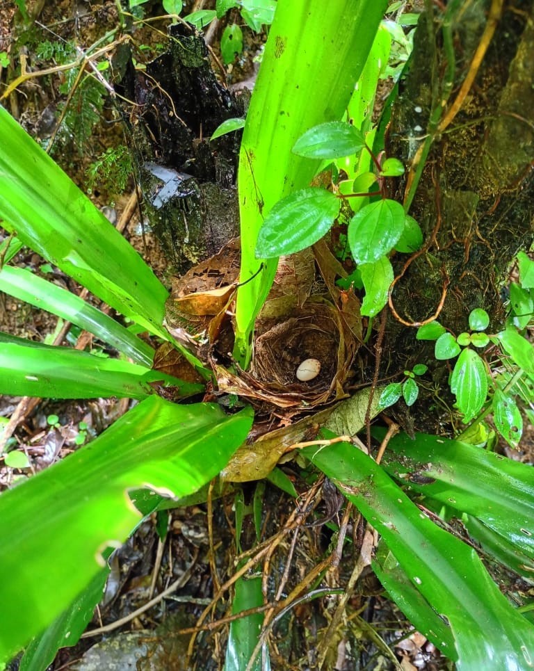 Greenish Schiffornis - ML644675347