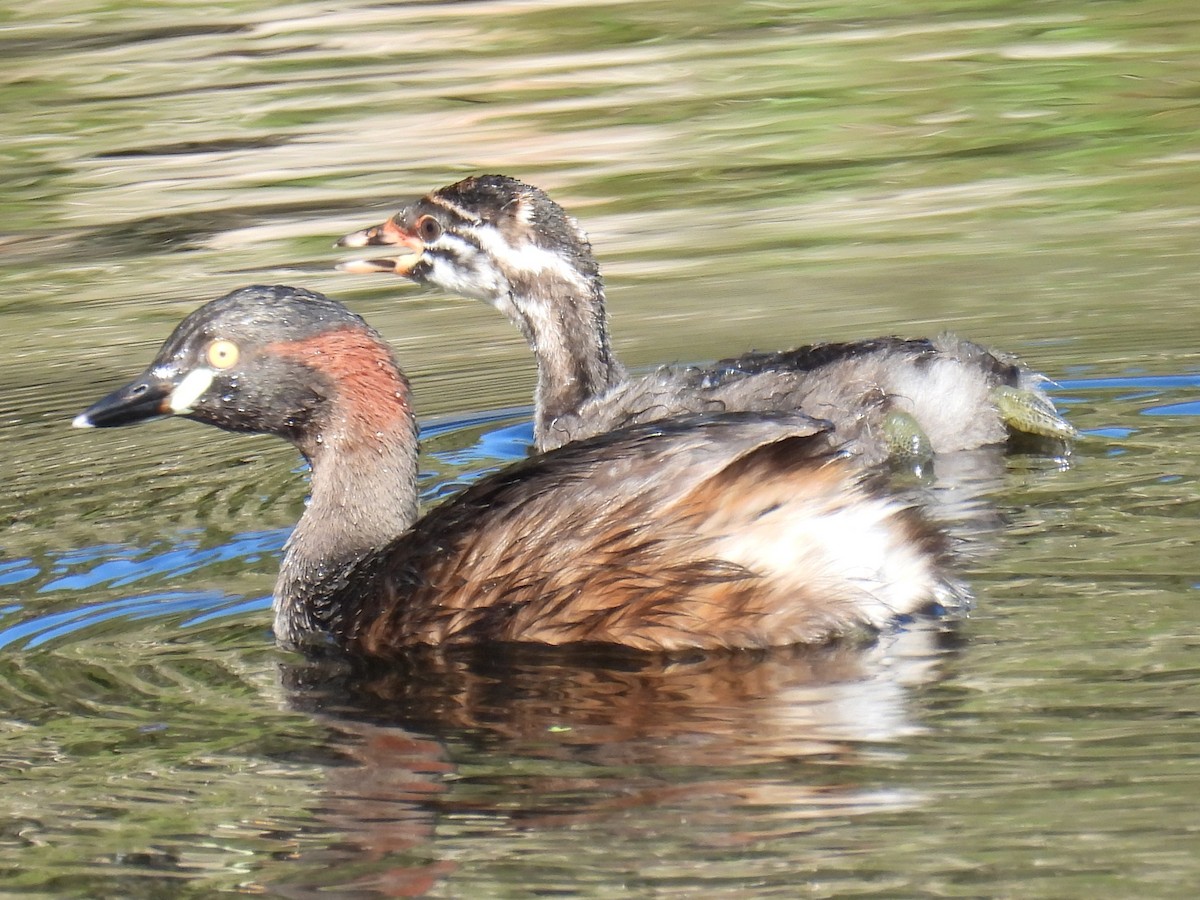 Australasian Grebe - ML644675349
