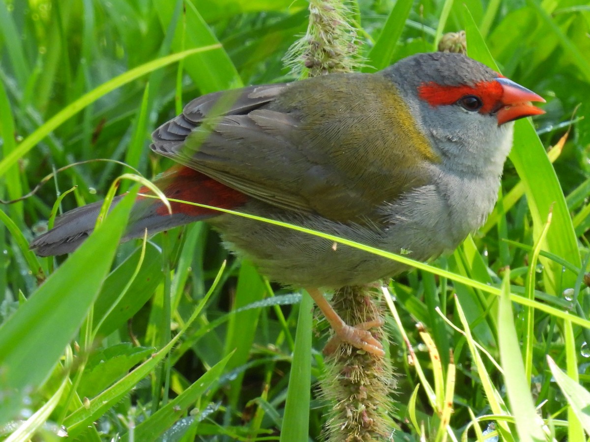 Red-browed Firetail - ML644675364