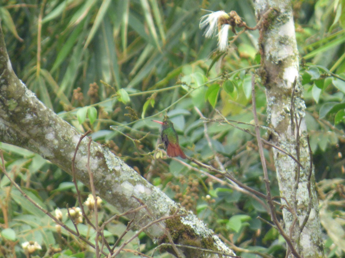 Rufous-tailed Hummingbird - ML644675370