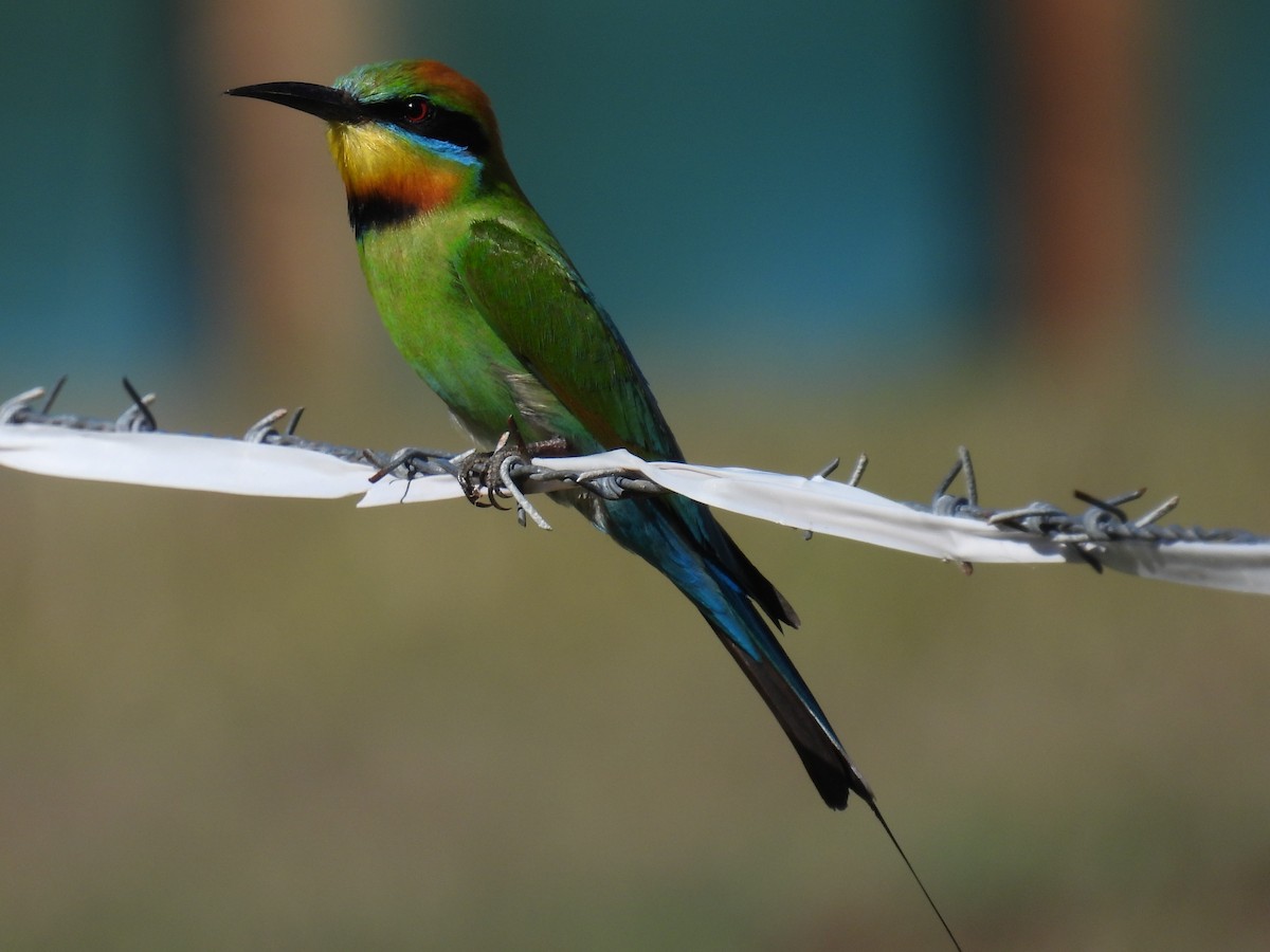 Regenbogenspint - ML644675379