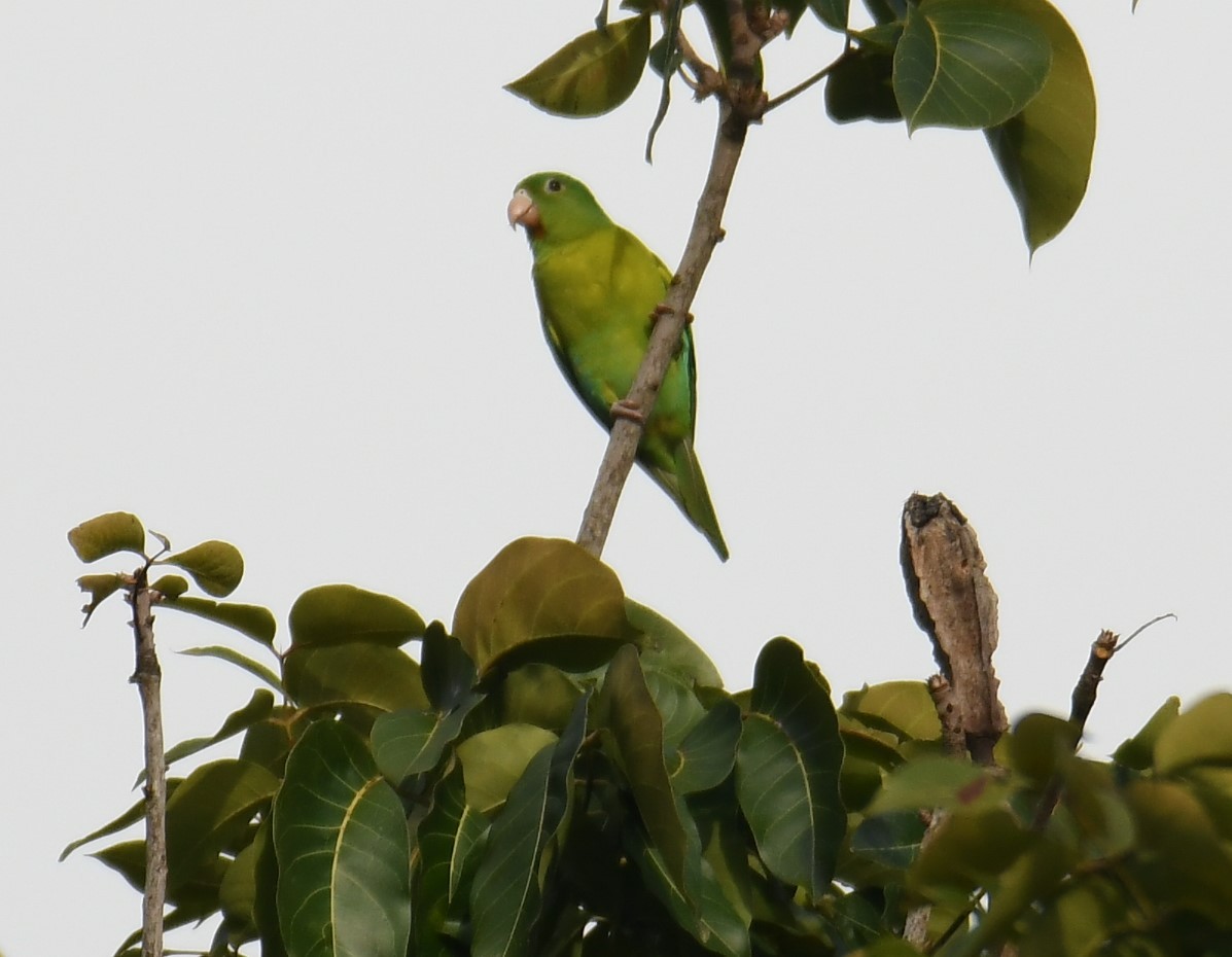 Orange-chinned Parakeet - ML644675389