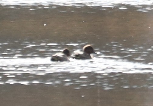 Çamurcun - ML644675393