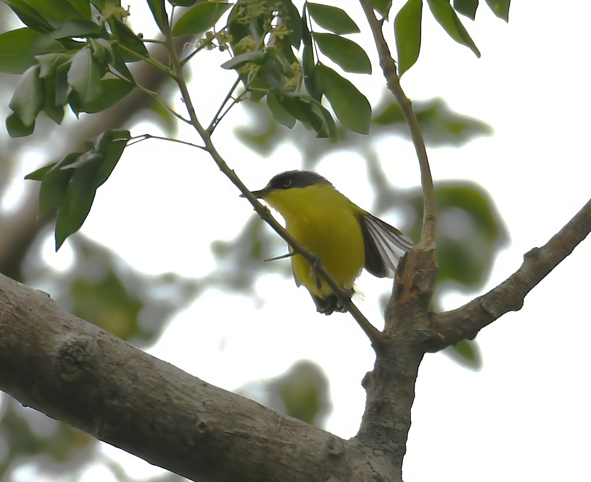 Common Tody-Flycatcher - ML644675403