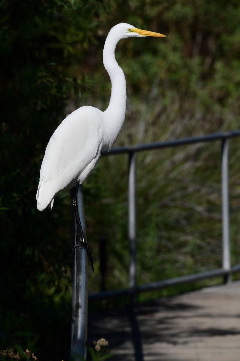 Silberreiher - ML644675408