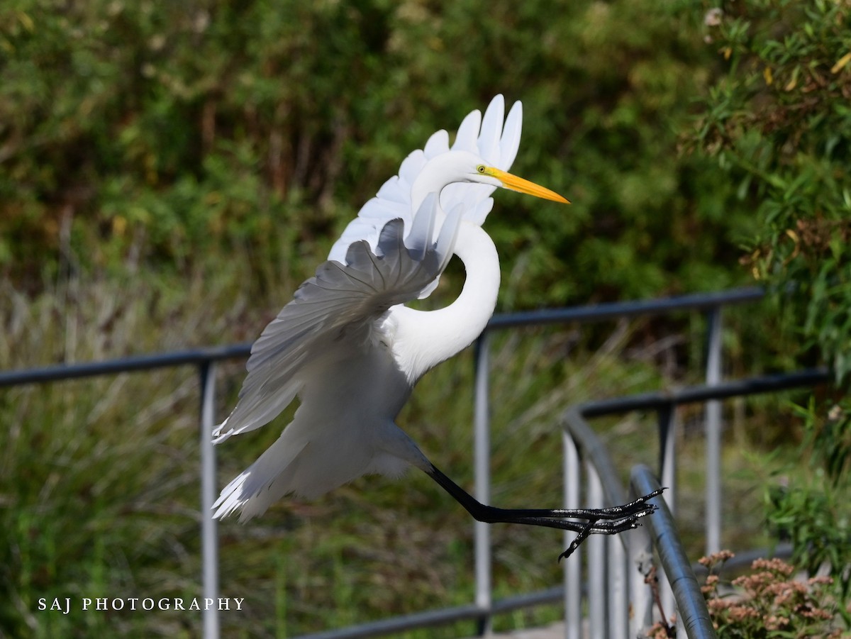 Silberreiher - ML644675409