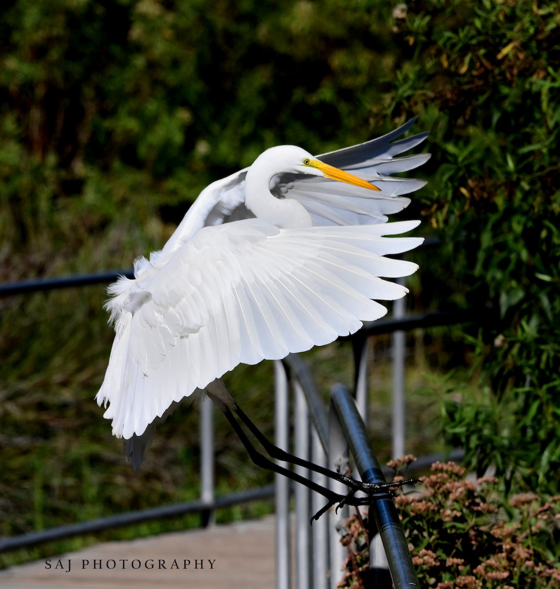 Silberreiher - ML644675410