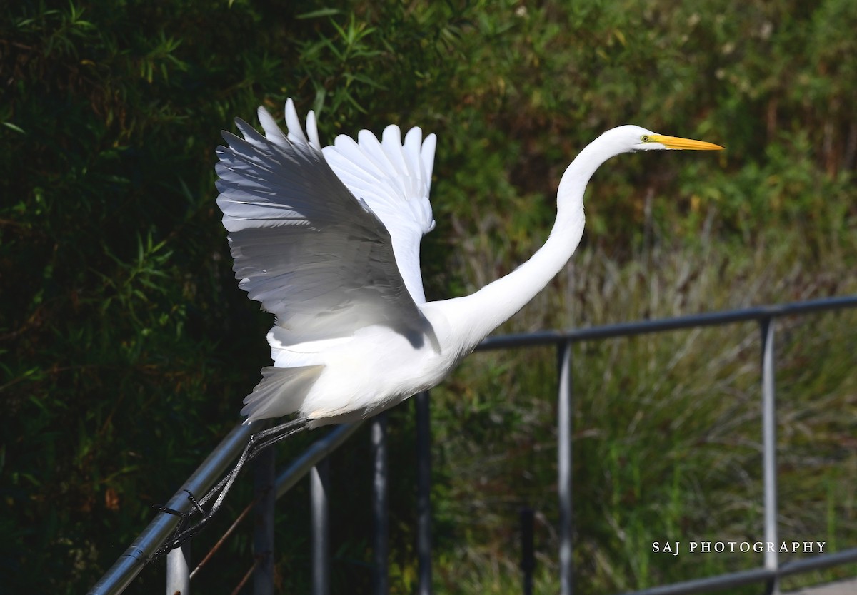 Silberreiher - ML644675411