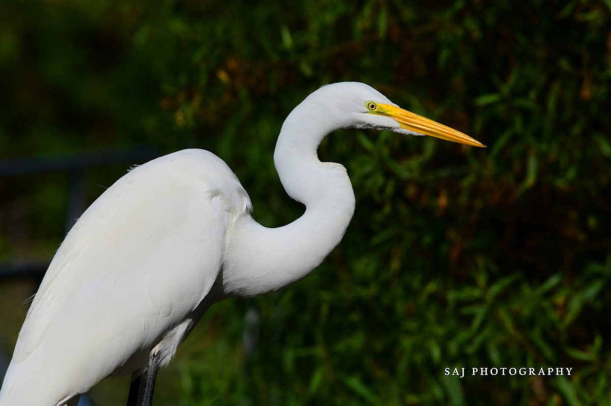 Silberreiher - ML644675412