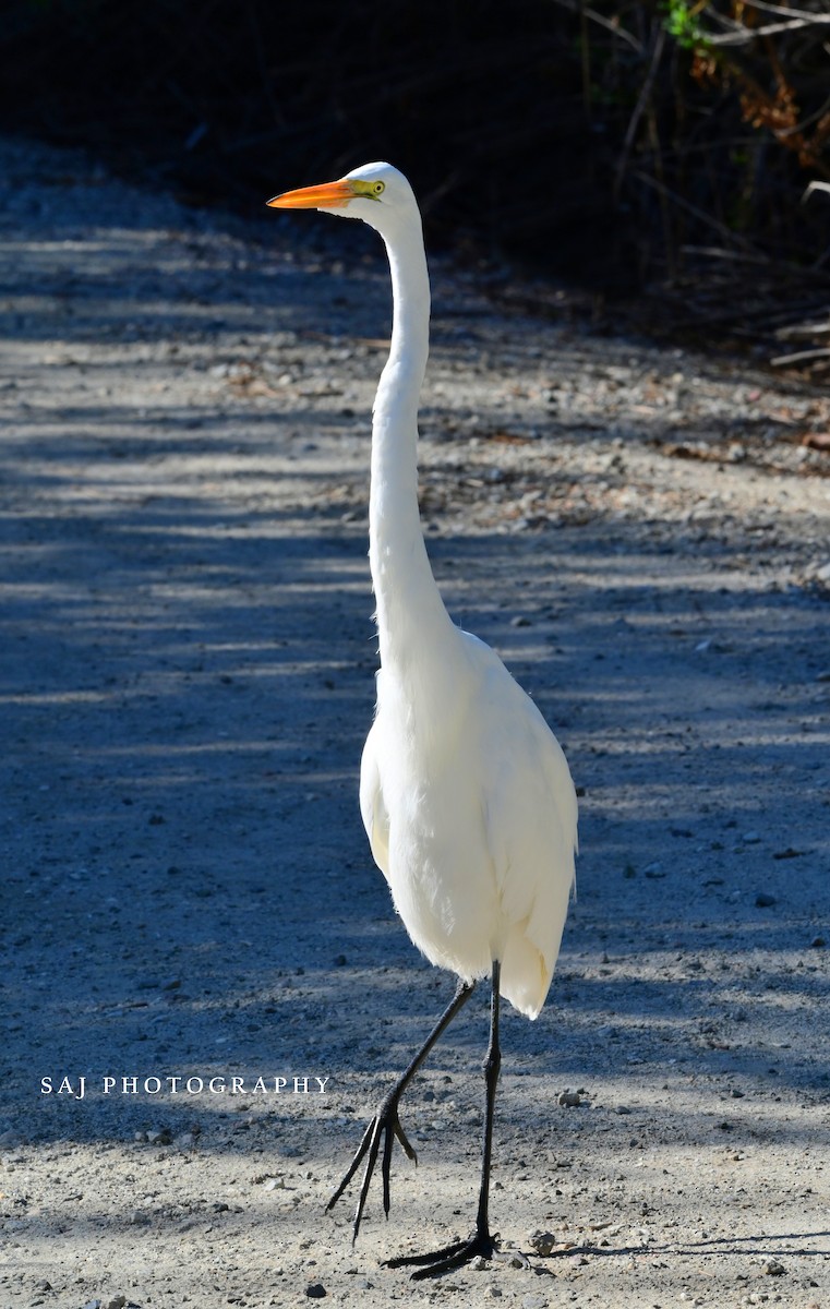 Silberreiher - ML644675413