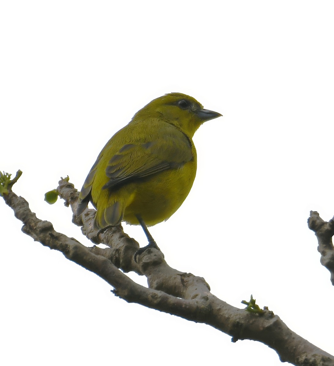 Yellow-crowned Euphonia - ML644675417