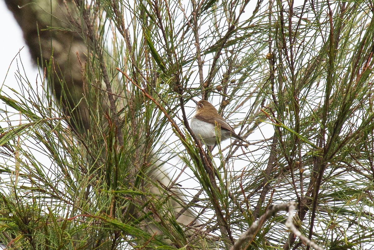 Brown-breasted Gerygone - ML644675428