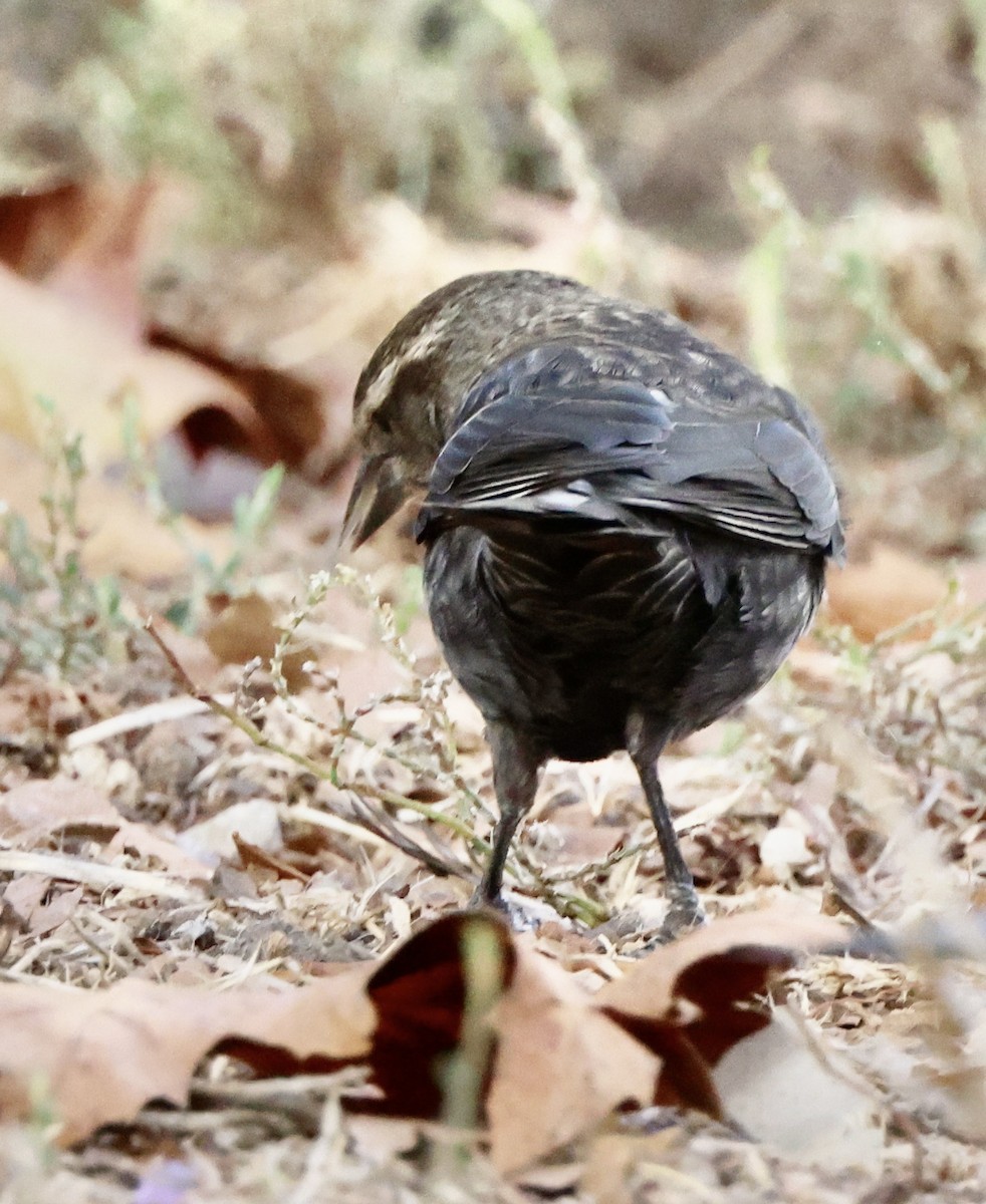 Tricolored Blackbird - ML644675430