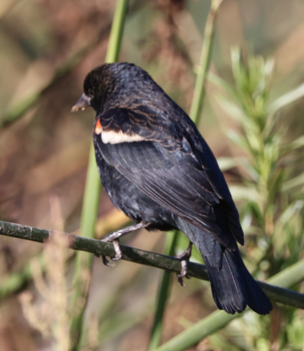 Tricolored Blackbird - ML644675432