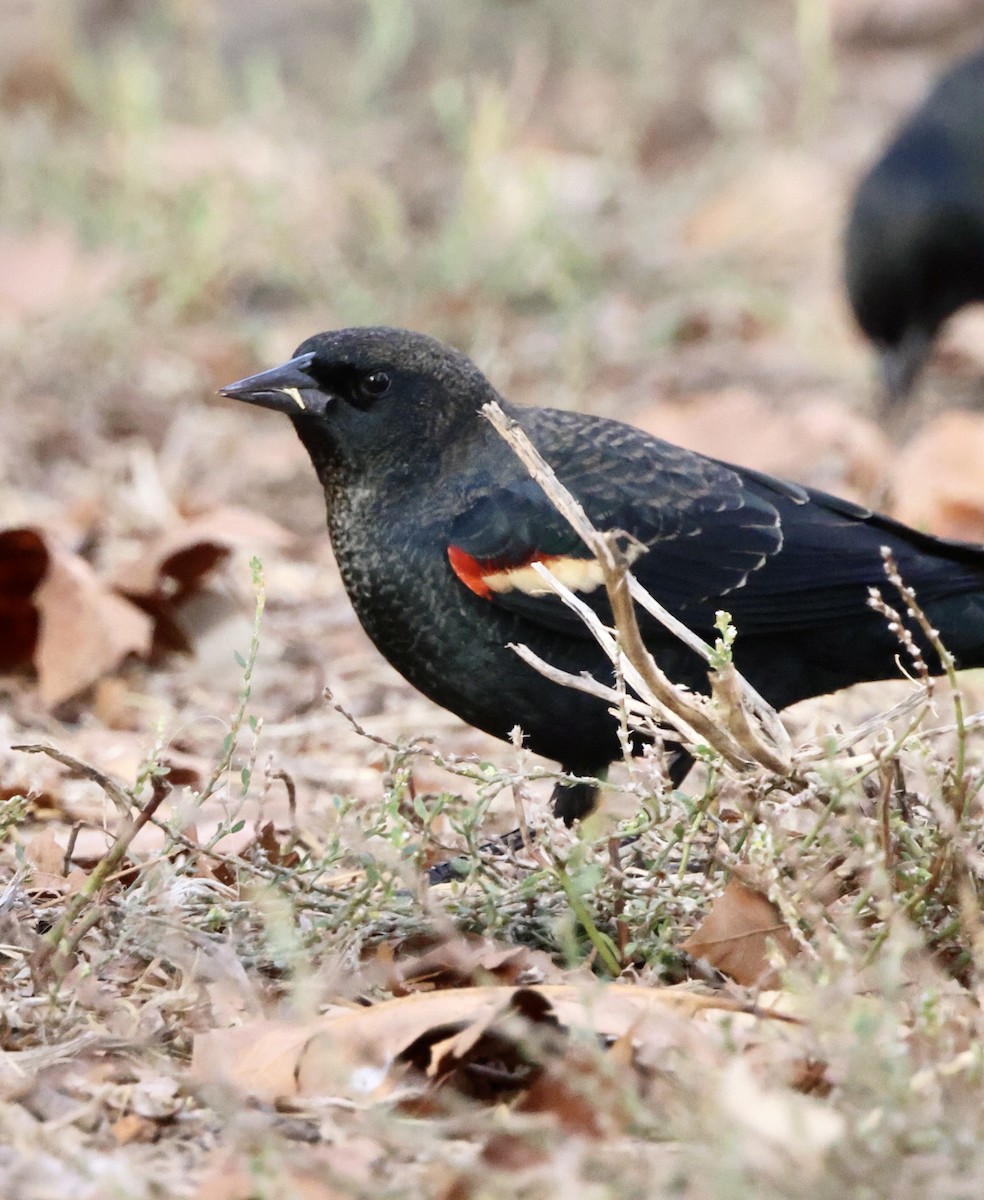 Tricolored Blackbird - ML644675433