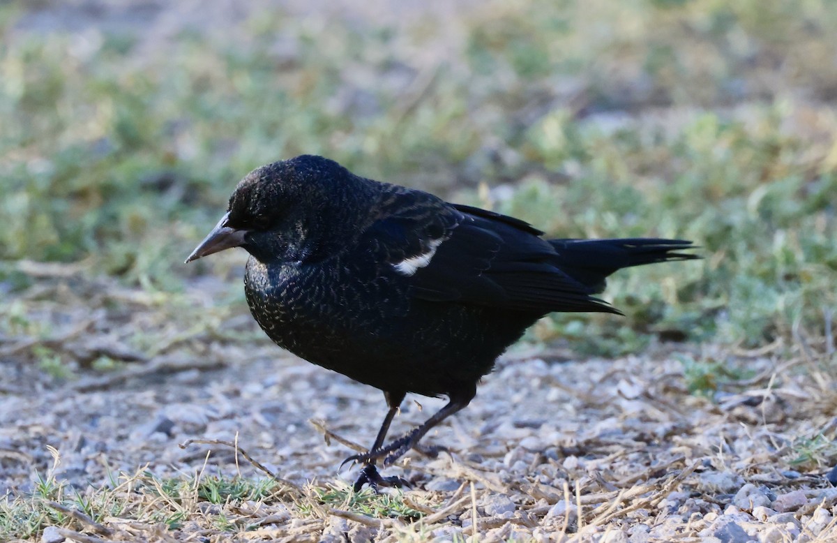 Tricolored Blackbird - ML644675434