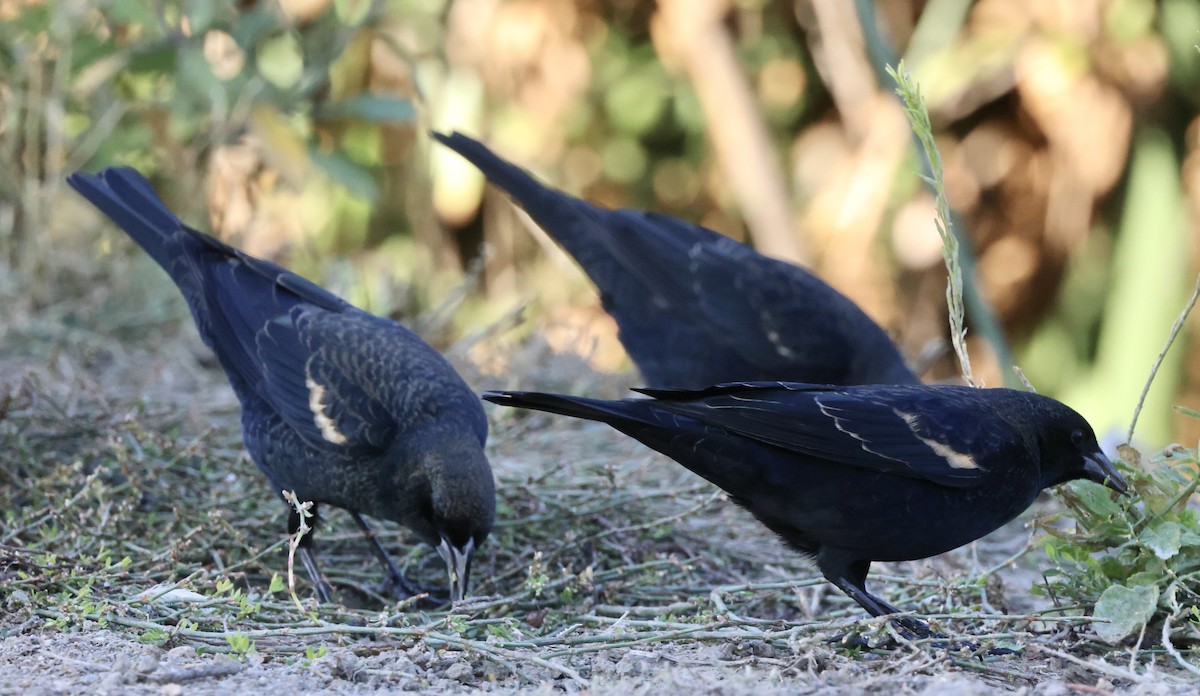 Tricolored Blackbird - ML644675435