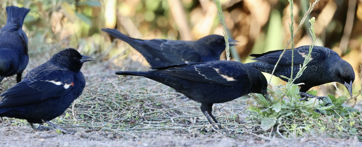 Tricolored Blackbird - ML644675437