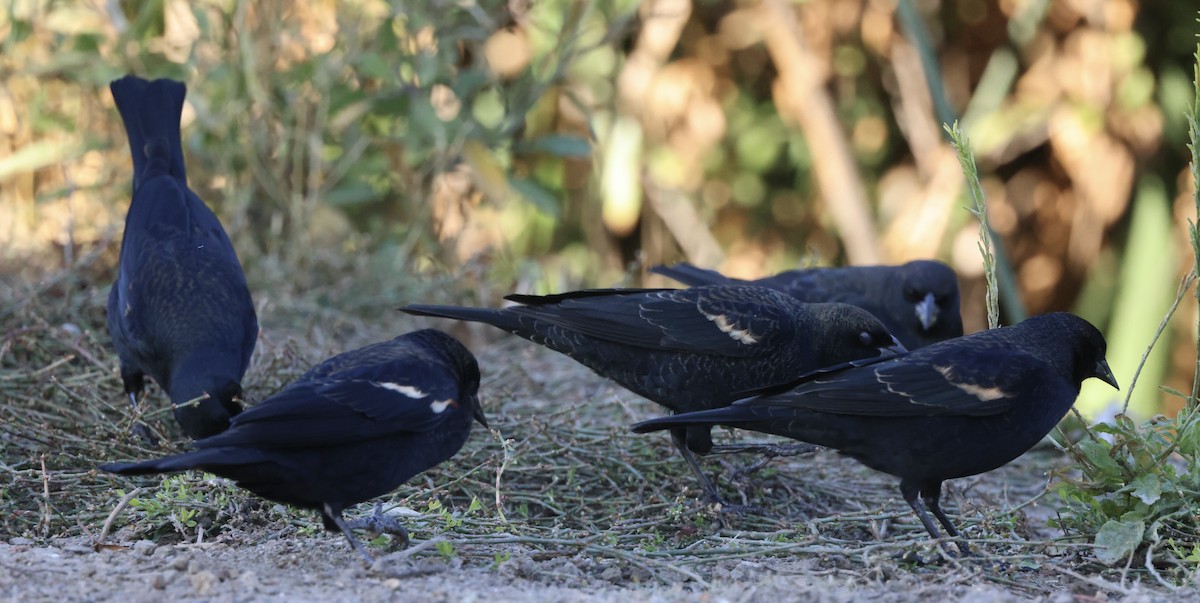 Tricolored Blackbird - ML644675438