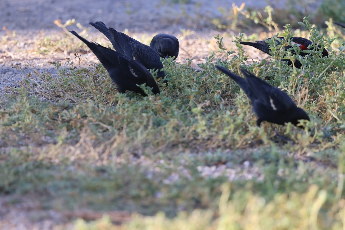 Tricolored Blackbird - ML644675439