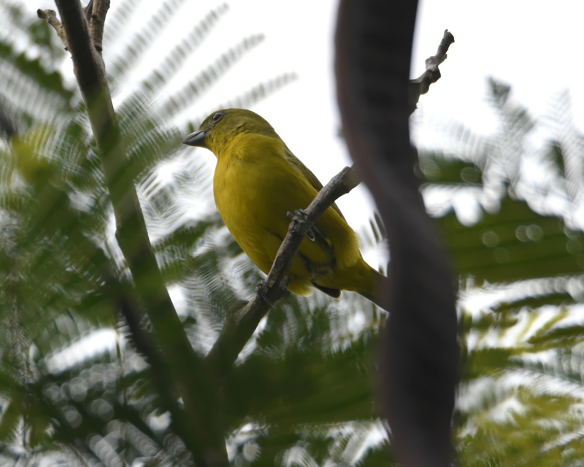 Thick-billed Euphonia - ML644675440