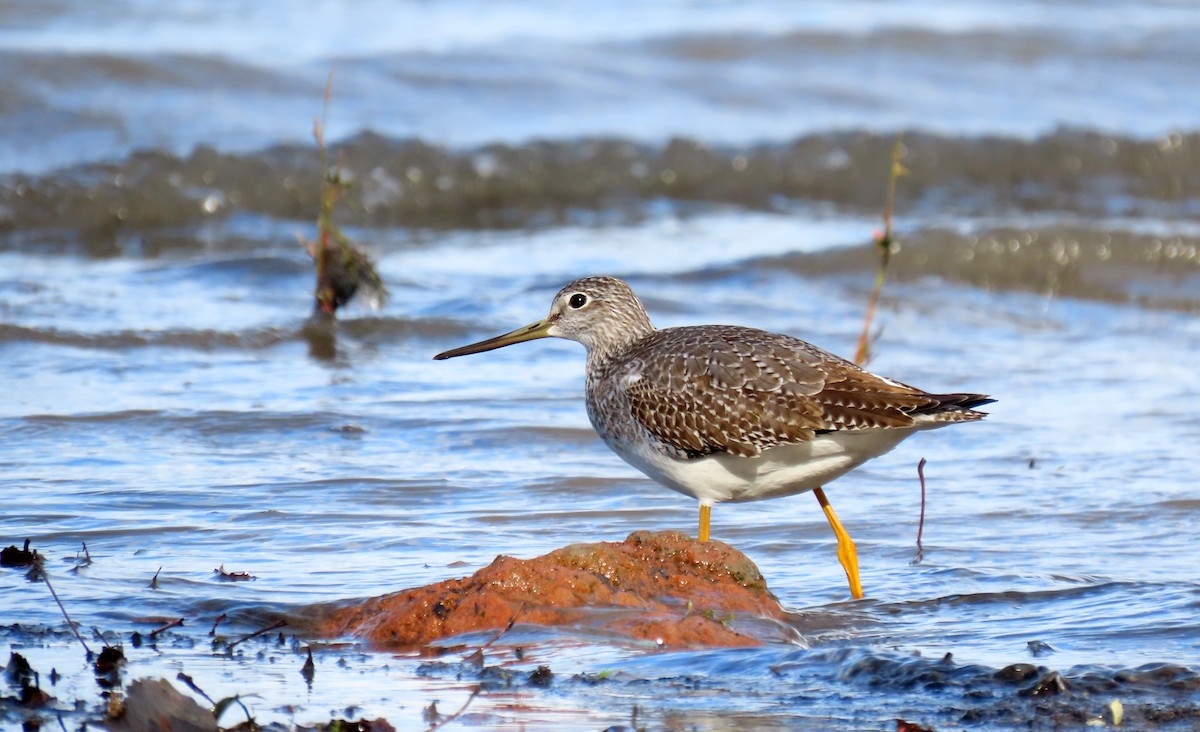 vodouš velký - ML644675441