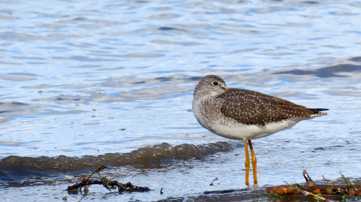 vodouš velký - ML644675442