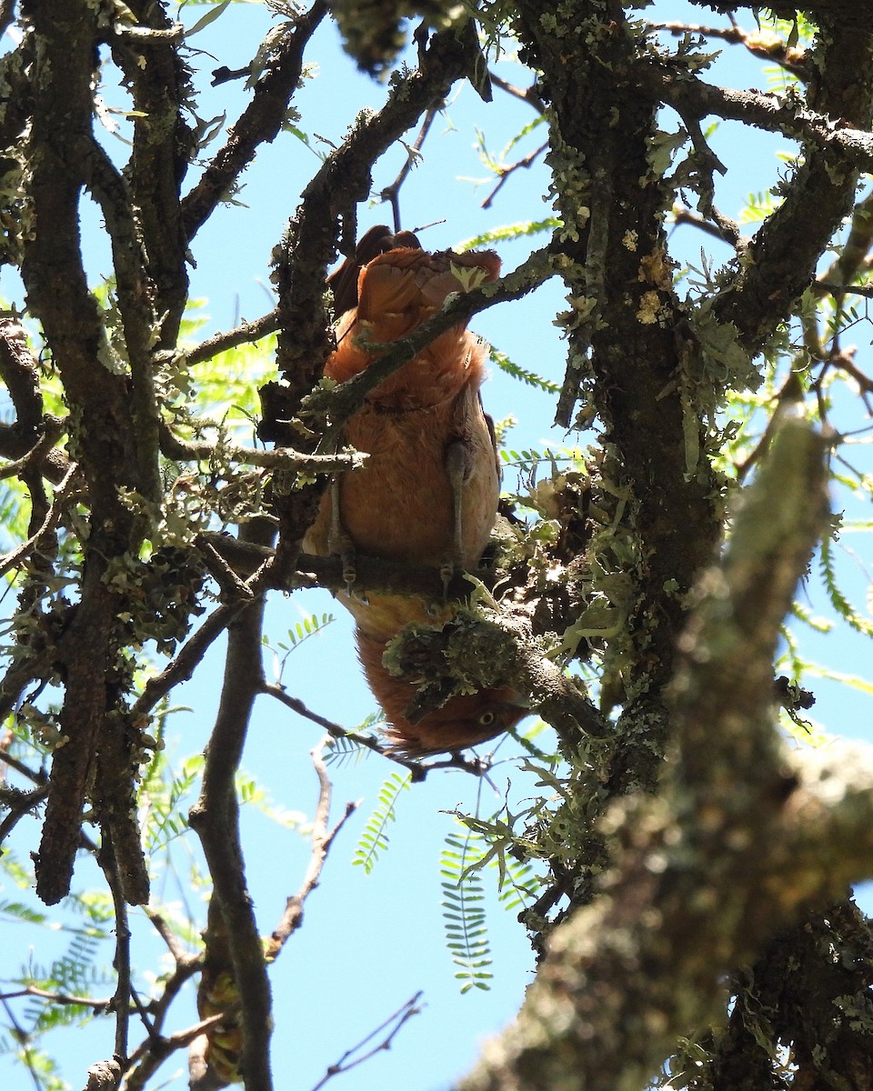 Brown Cacholote - ML644675445