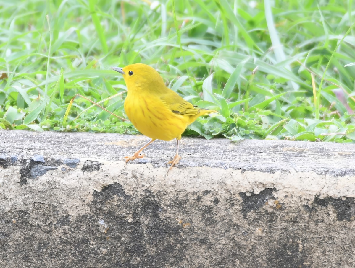 lesňáček zlatotemenný - ML644675456