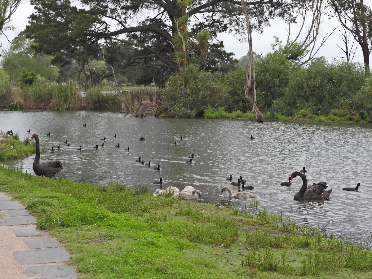 labuť černá - ML644675457