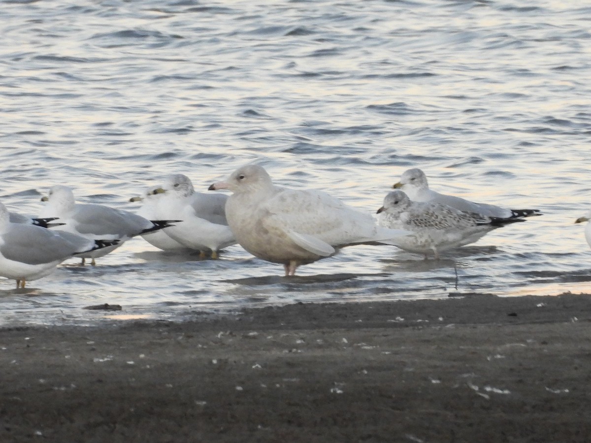 Ipar-kaioa - ML644675458