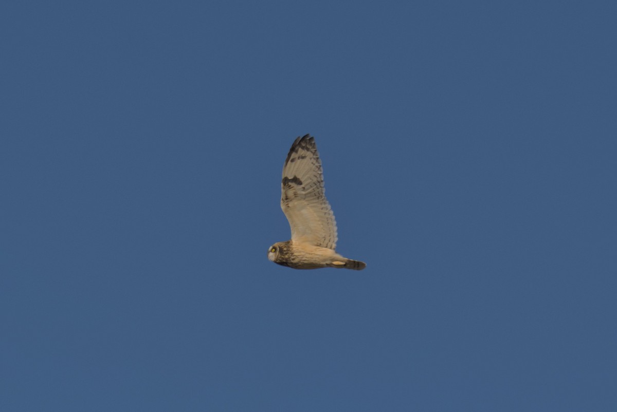 kalous pustovka - ML644675463