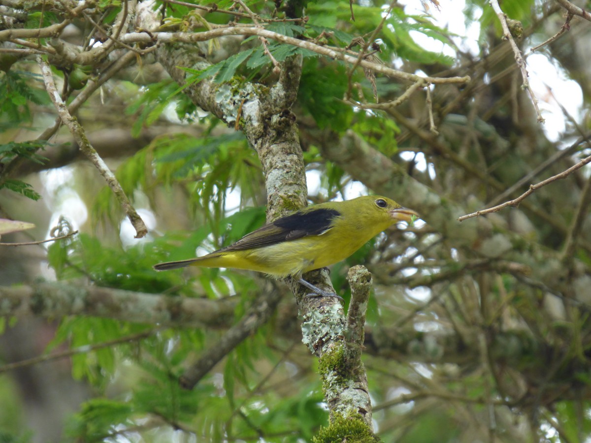 piranga šarlatová - ML644675464