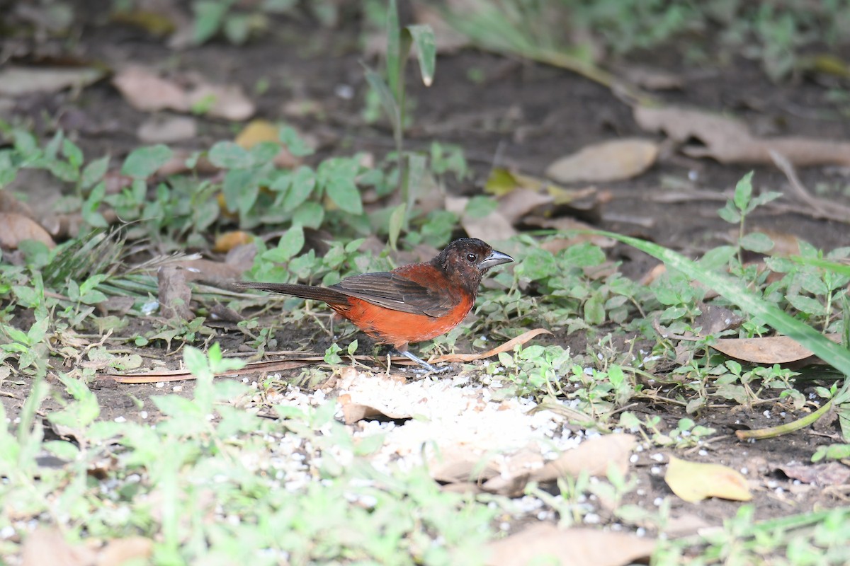 Crimson-backed Tanager - ML644675465