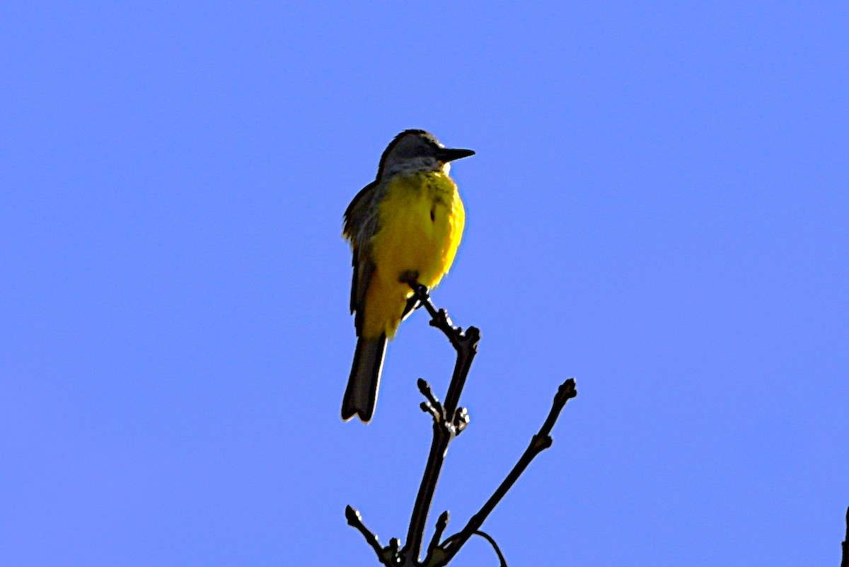 Tropical Kingbird - ML644675466