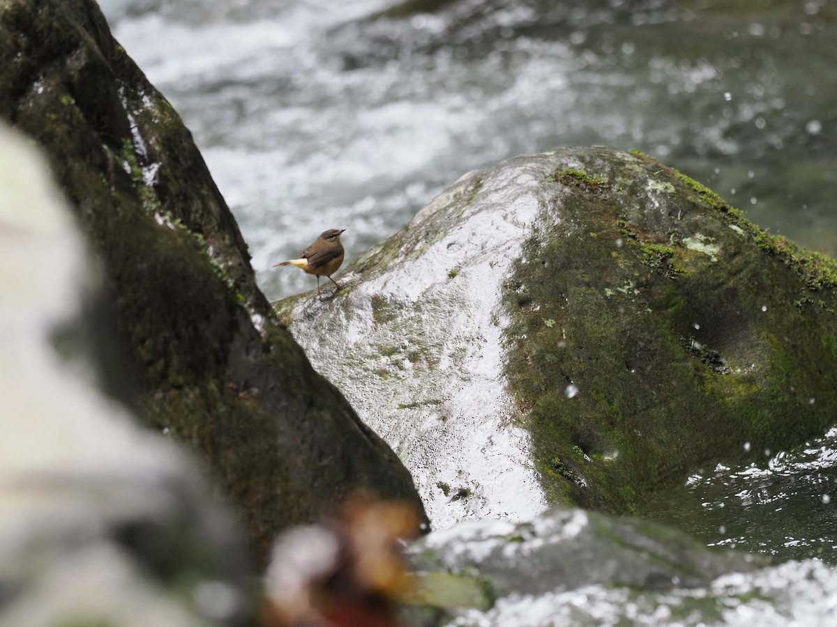 Buff-rumped Warbler - ML644675467