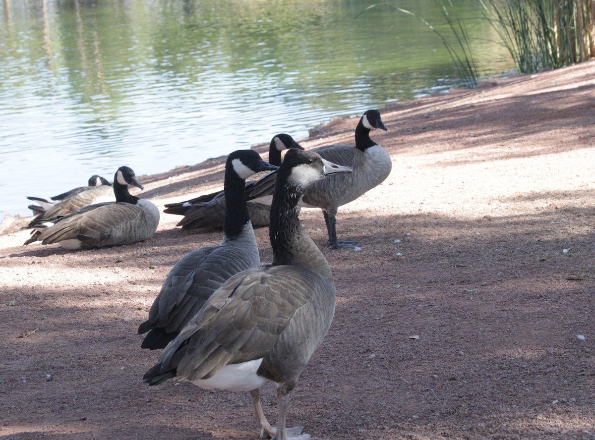 domácí husa sp. - ML644675468