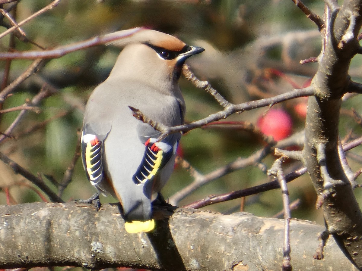brkoslav severní - ML644675470