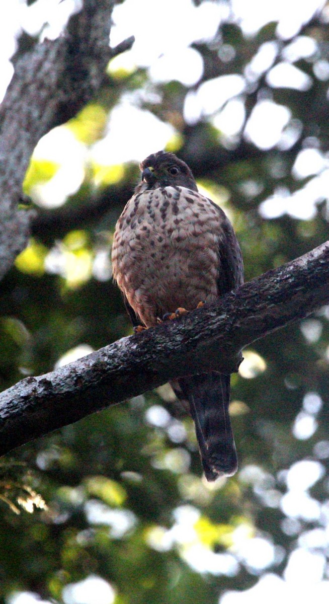 kobčík rezavoprsý - ML644675471