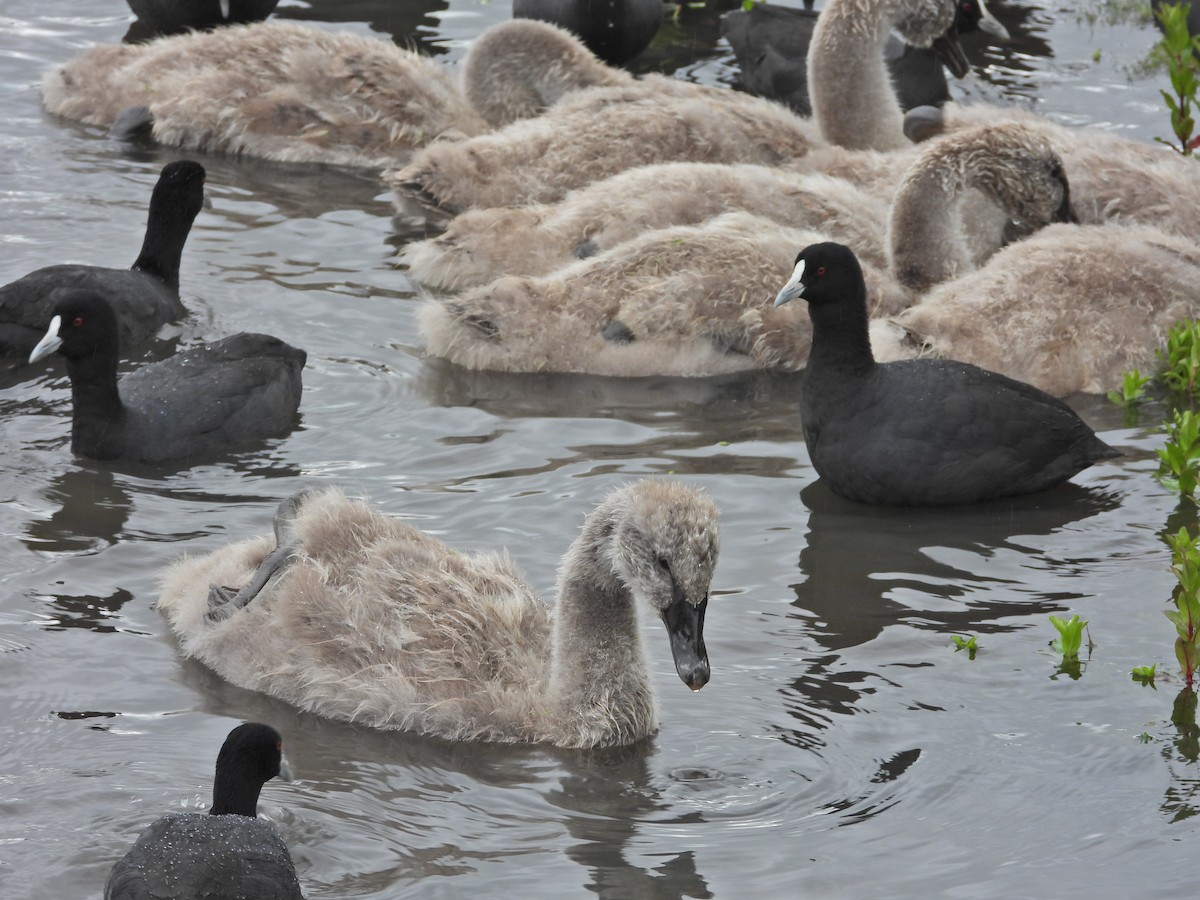 labuť černá - ML644675472