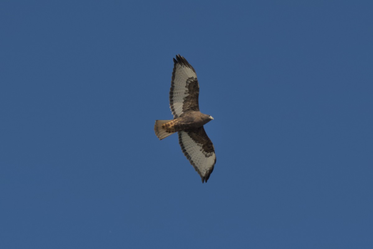 káně rudochvostá - ML644675479